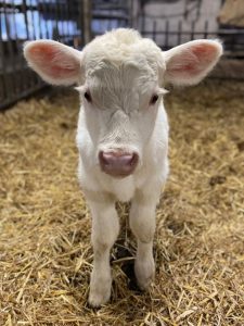 Kälbchen klein